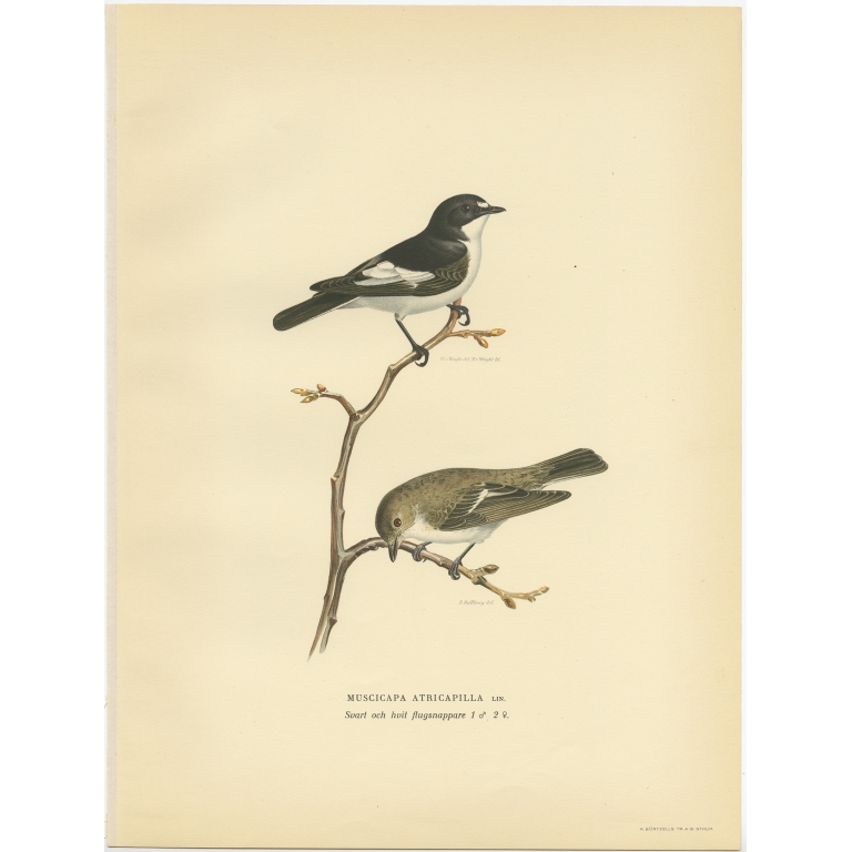 Muscicapa Atricapilla - Von Wright (1927)