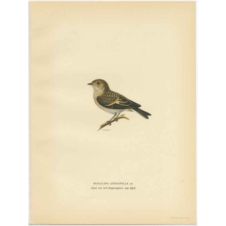 Muscicapa Atricapilla - Von Wright (1927)