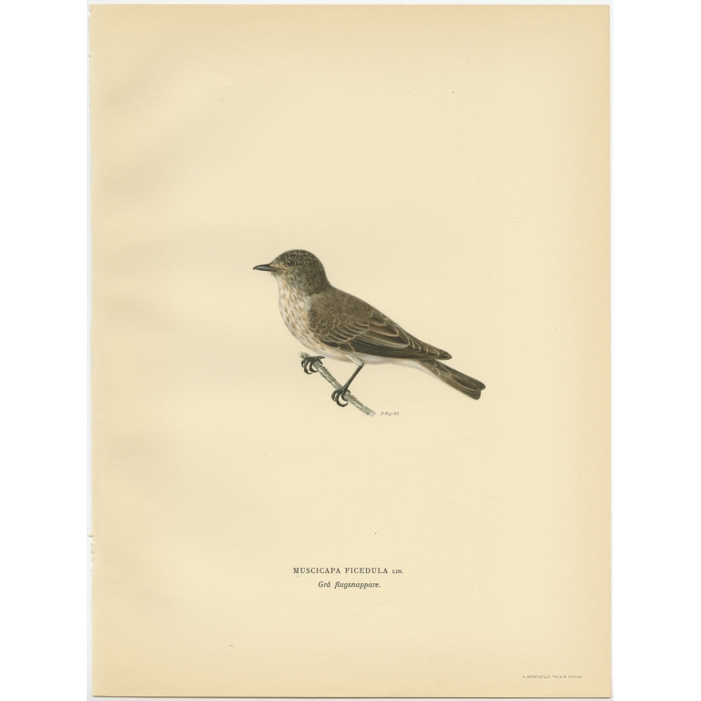 Muscicapa Ficedula - Von Wright (1927)