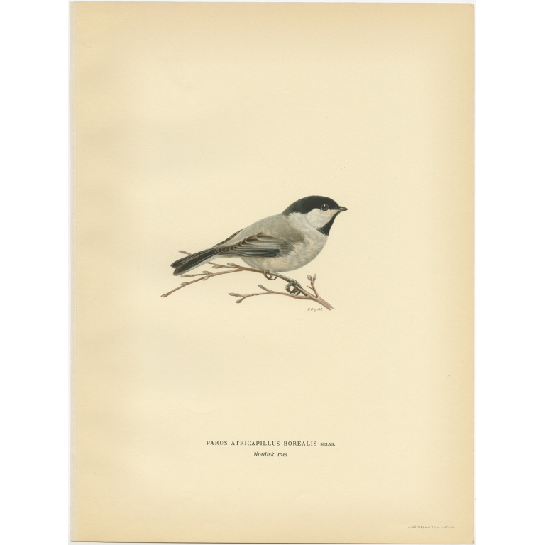 Parus Atricapillus Borealis - Von Wright (1927)