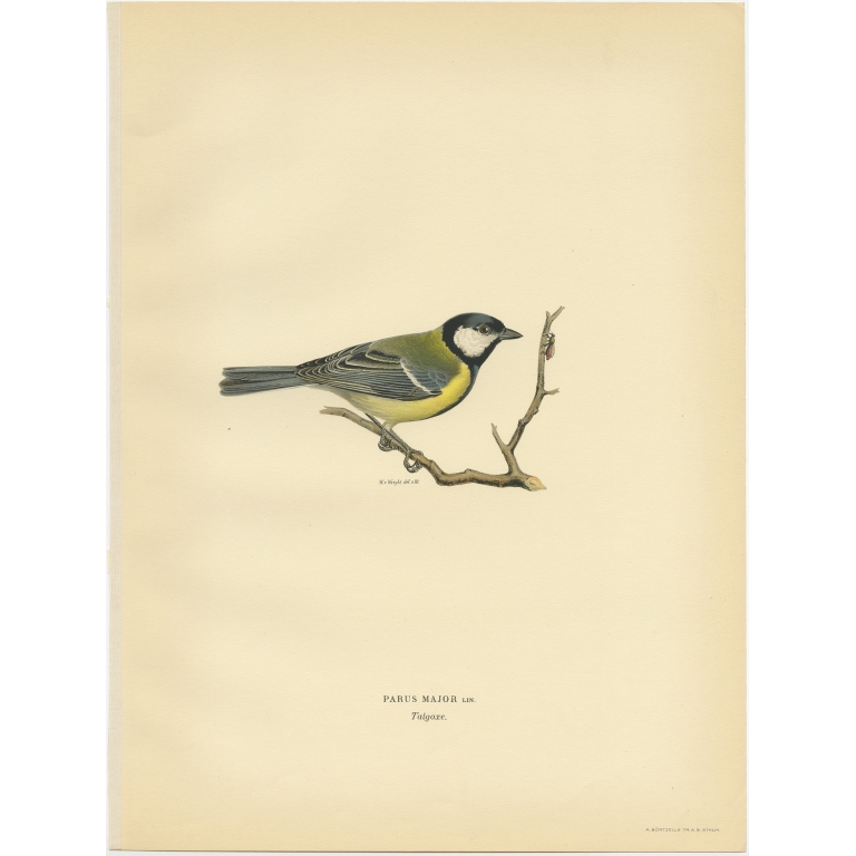 Parus Major - Von Wright (1927)