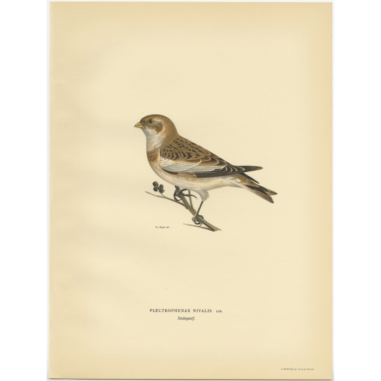 Plectrophenax Nivalis - Von Wright (1927)