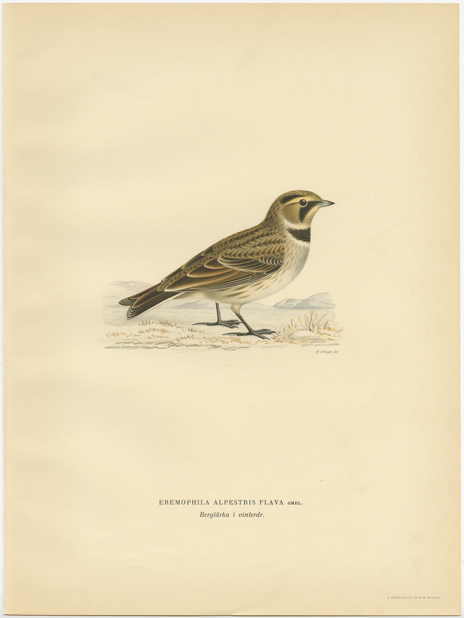 Antique Bird Print of the common horned lark by Von Wright (1927)