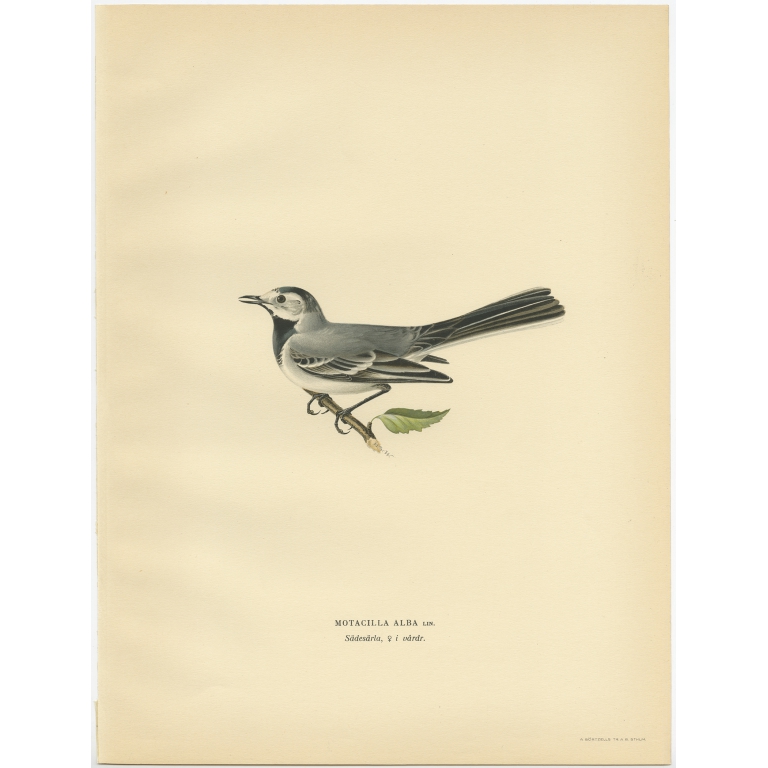 Motacilla Alba - Von Wright (1927)