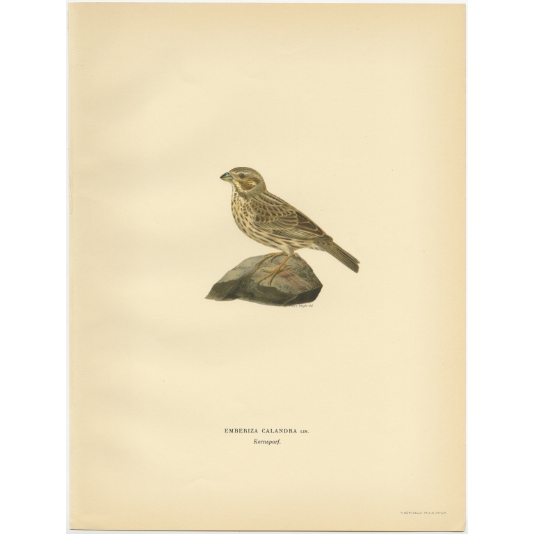 Emberiza Calandra - Von Wright (1927)