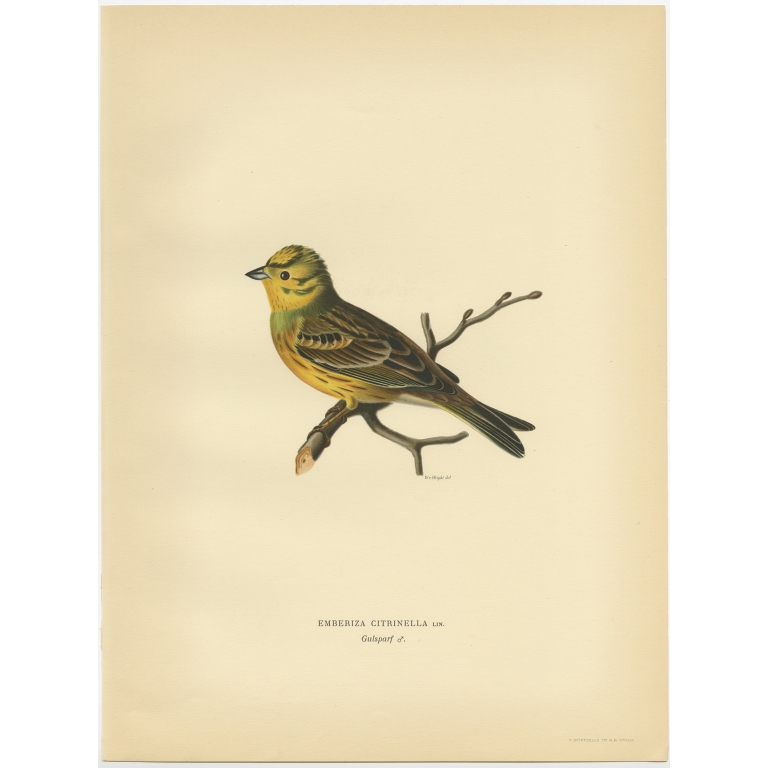 Emberiza Citrinella - Von Wright (1927)