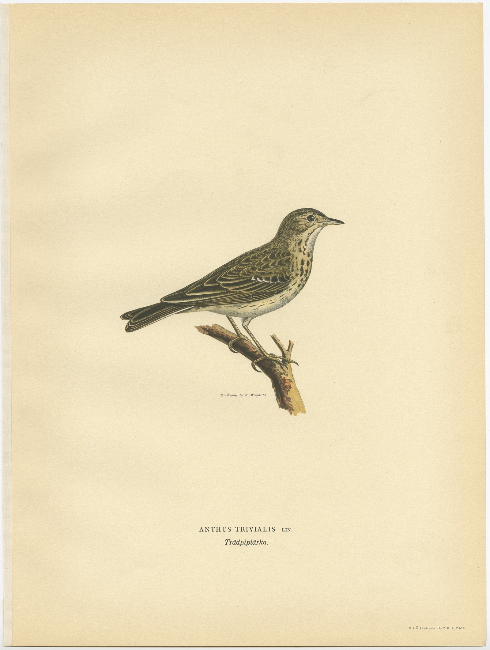 Morris CAN BE MOUNTED if Required Original 1860s Antique Hand Coloured Bird Print by Reverend F O Tree Pipit Print
