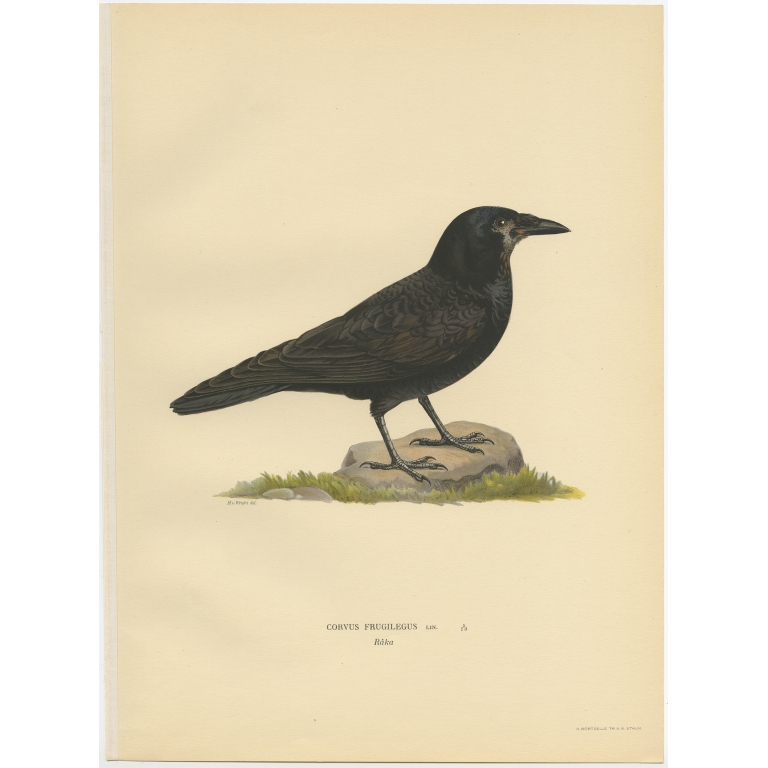 Corvus Frugilegus - Von Wright (1927)