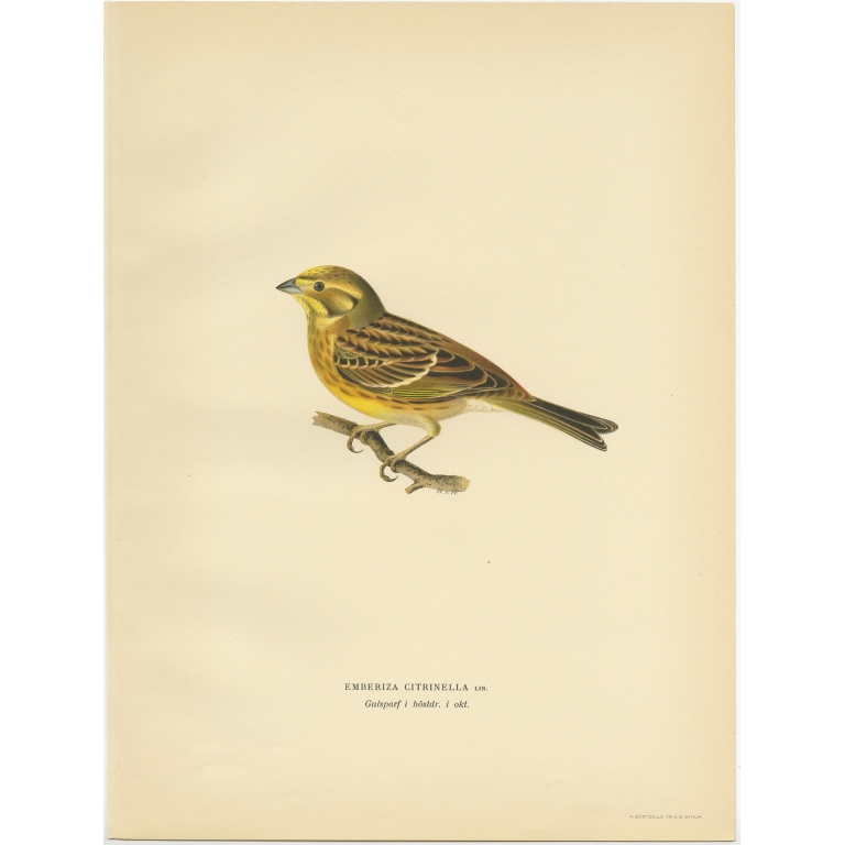 Emberiza Citrinella - Von Wright (1927)