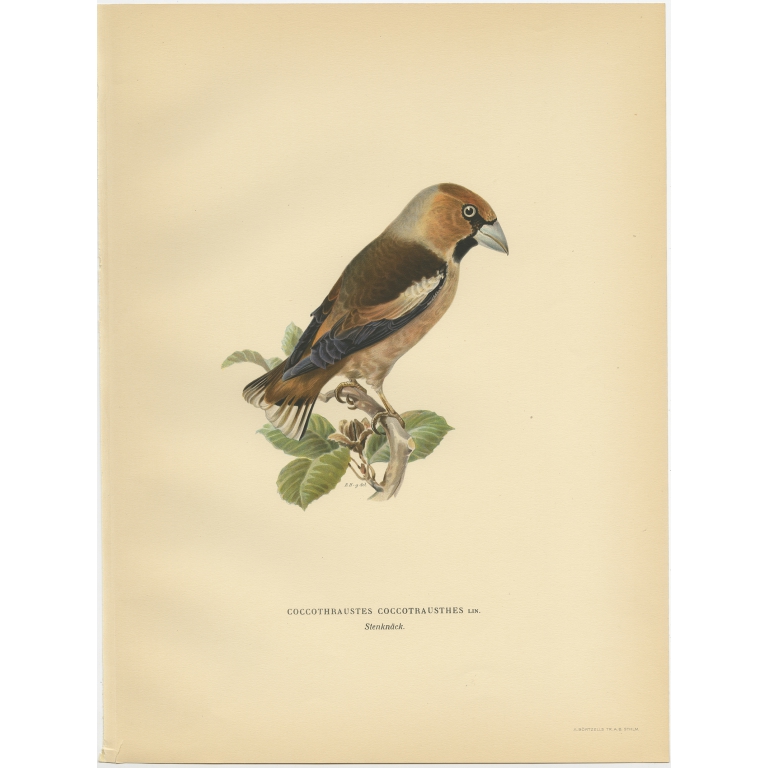 Coccothraustes Coccotrausthes - Von Wright (1927)