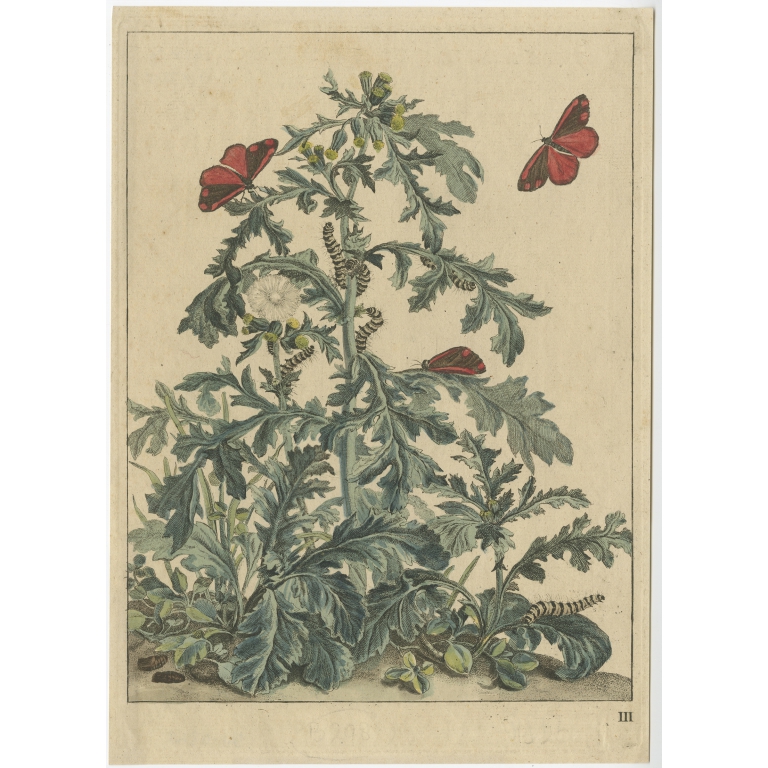 Plate III Butterflies - L'Admiral (1774)