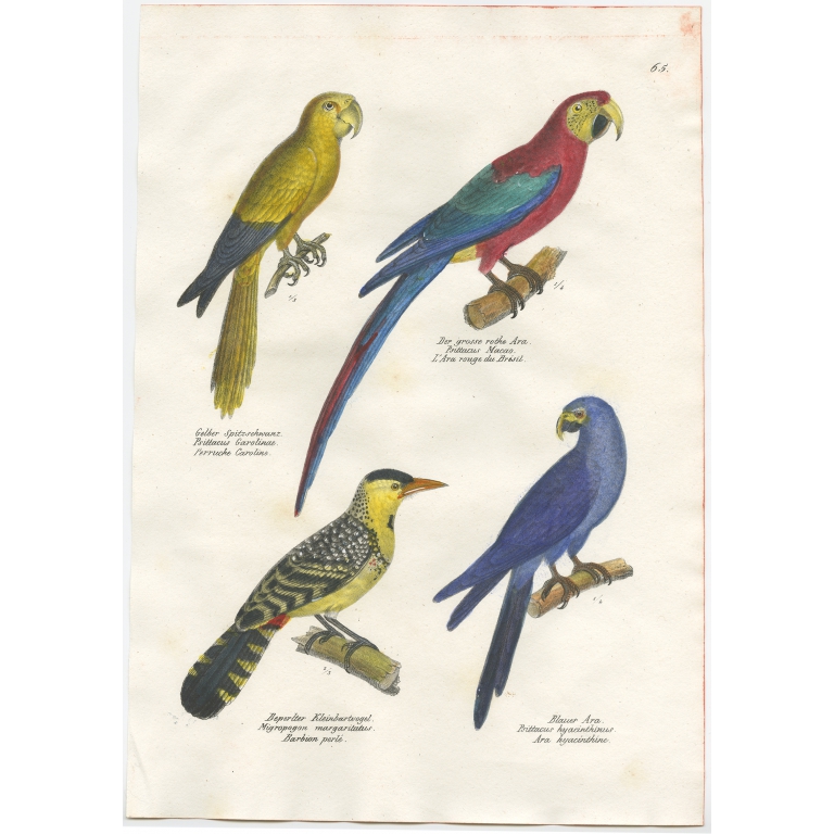 Various birds - Brodtmann (1824)