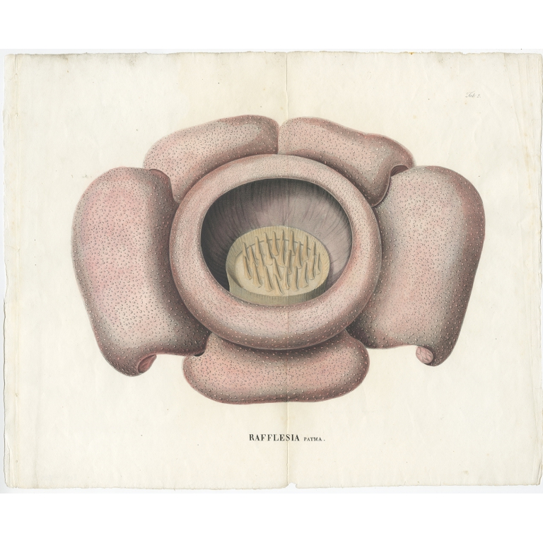 Set of three Rafflesia flower prints - Blume (1828)