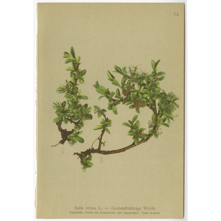 Salix retusa - Palla (1897)