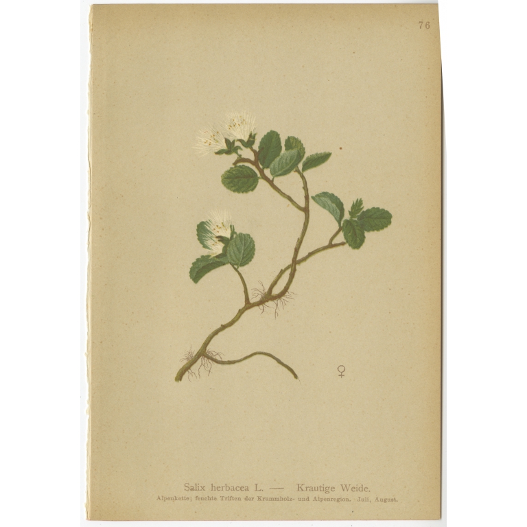 Salix herbacea - Palla (1897)