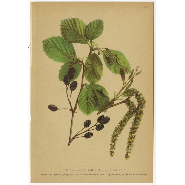 Alnus viridis - Palla (1897)