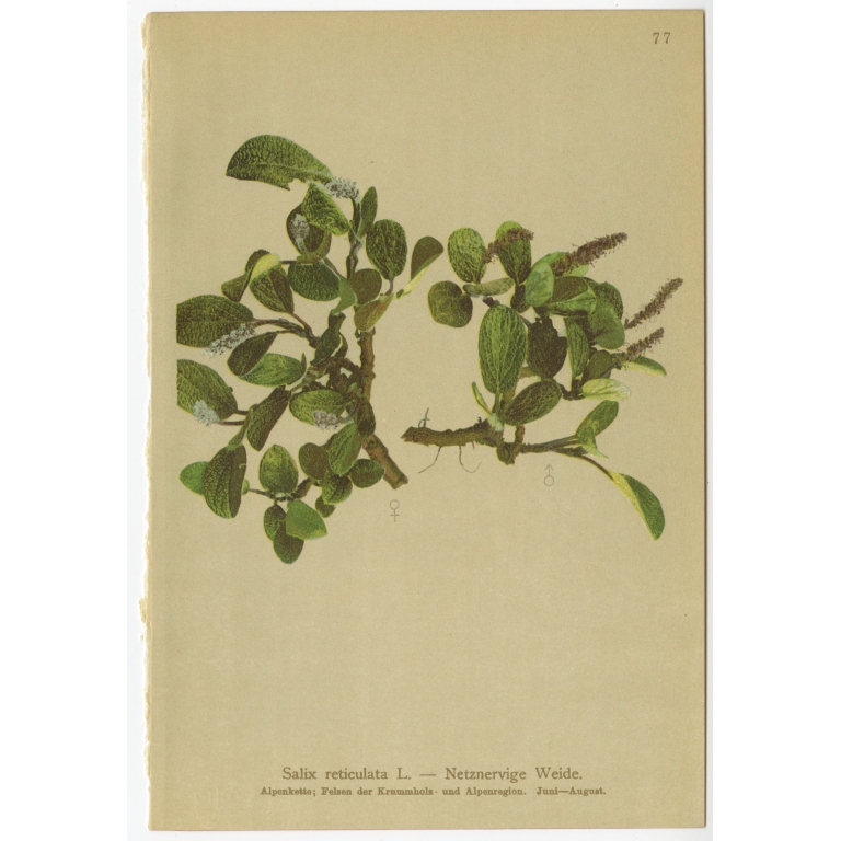 Salix reticulata - Palla (1897)