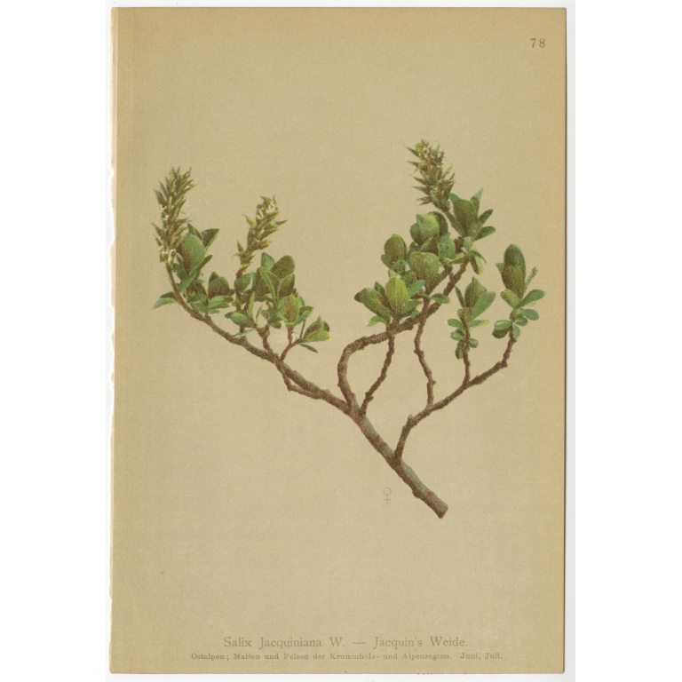 Salix Jacquiniana - Palla (1897)