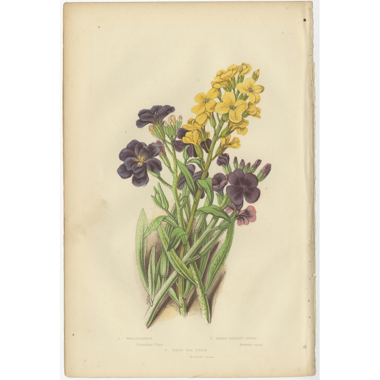 Pl. 27 Wallflower - Pratt (c.1860)