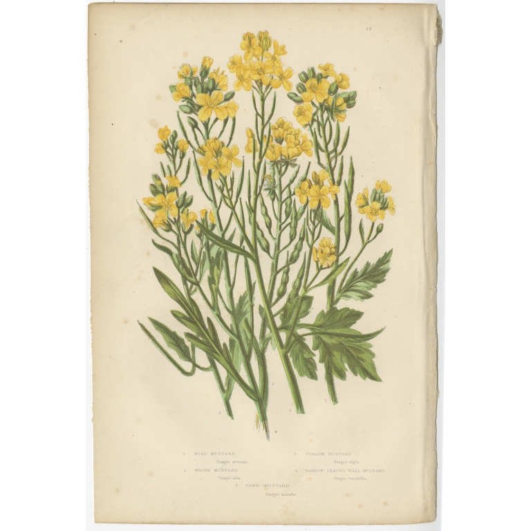 Pl. 29 Wild Mustard - Pratt (c.1860)