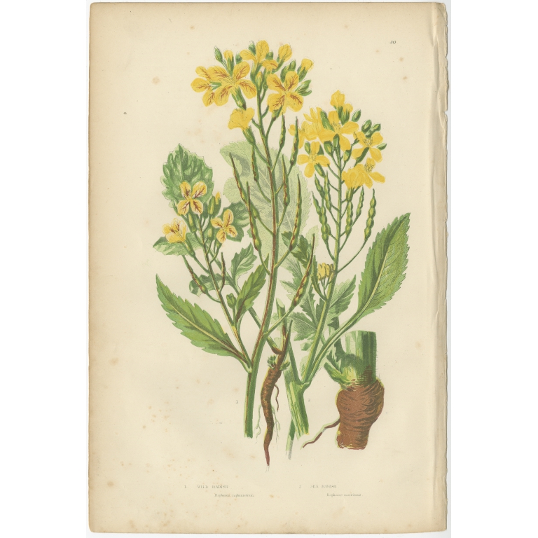 Pl. 30 Wild Radish - Pratt (c.1860)