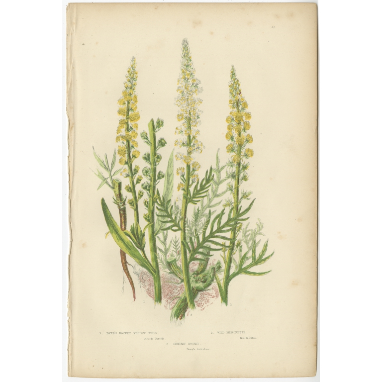 Pl. 31 Dyers Rocket Yellow Weed - Pratt (c.1860)