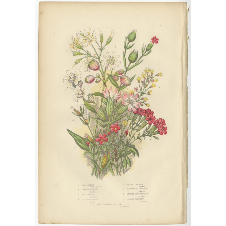 Pl. 38 Moss Campion - Pratt (c.1860)