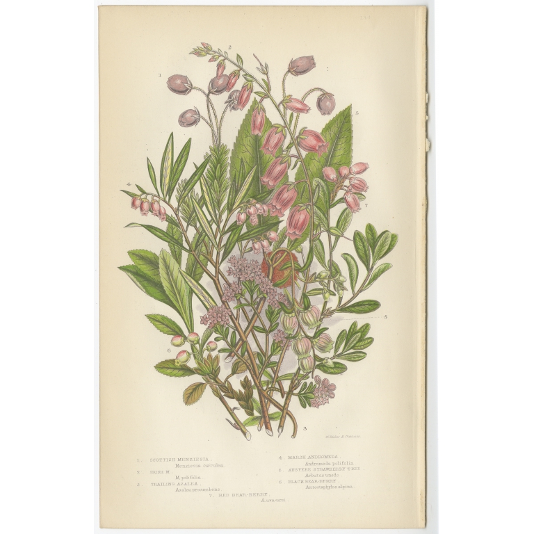 Pl. 134 Scottish Menziesia - Pratt (c.1860)