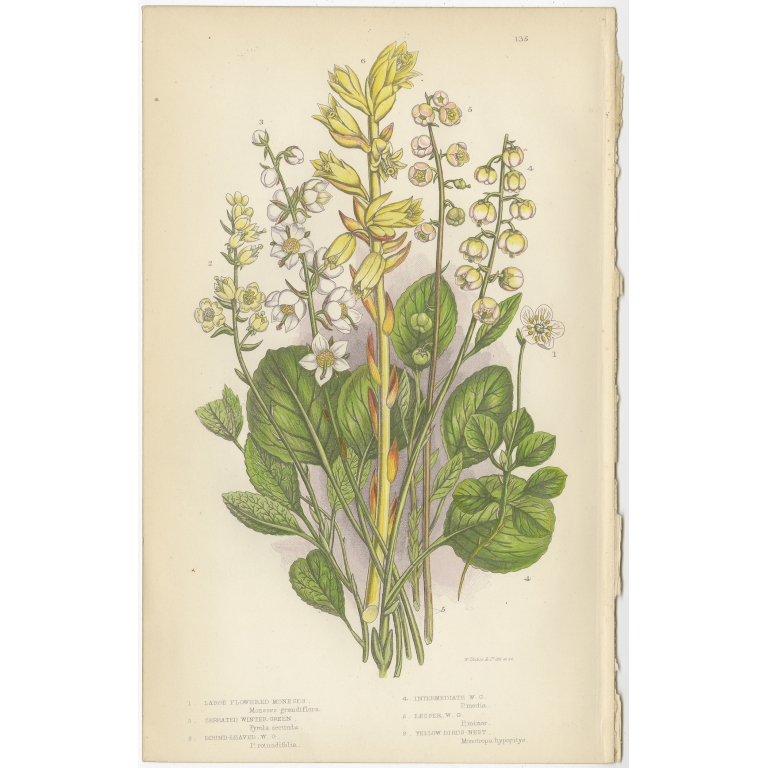 Pl. 135 Large Flowered Moneses - Pratt (c.1860)