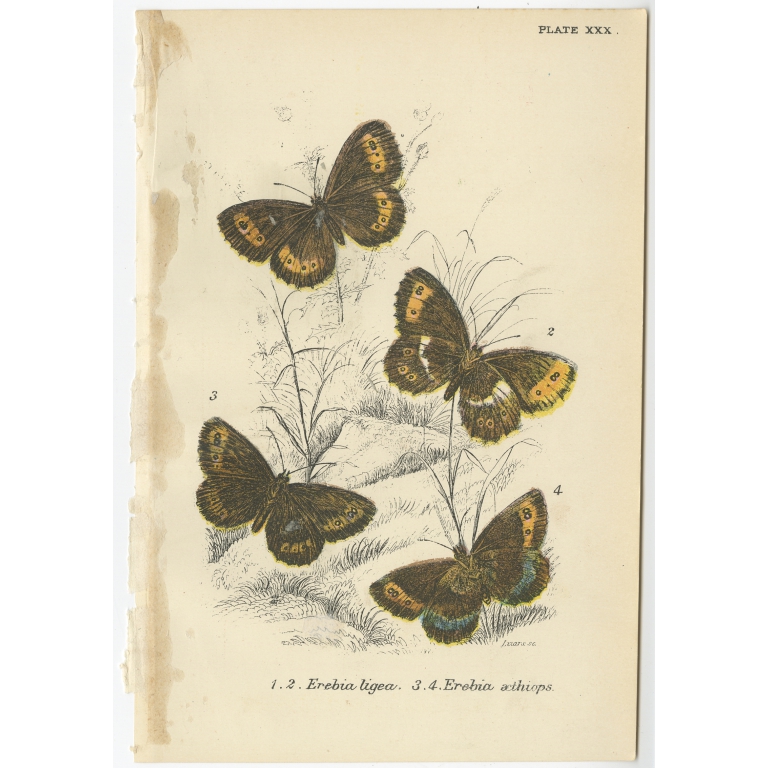 Plate XXX Erebia Ligea - Kirby (1896)