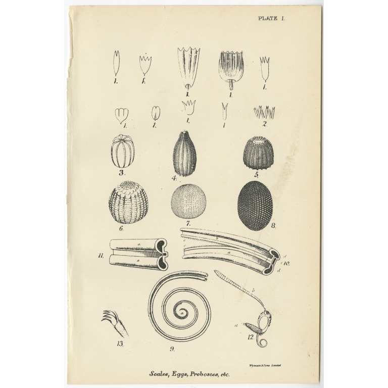 Plate I Scales, Eggs. Probosces - Kirby (1896)
