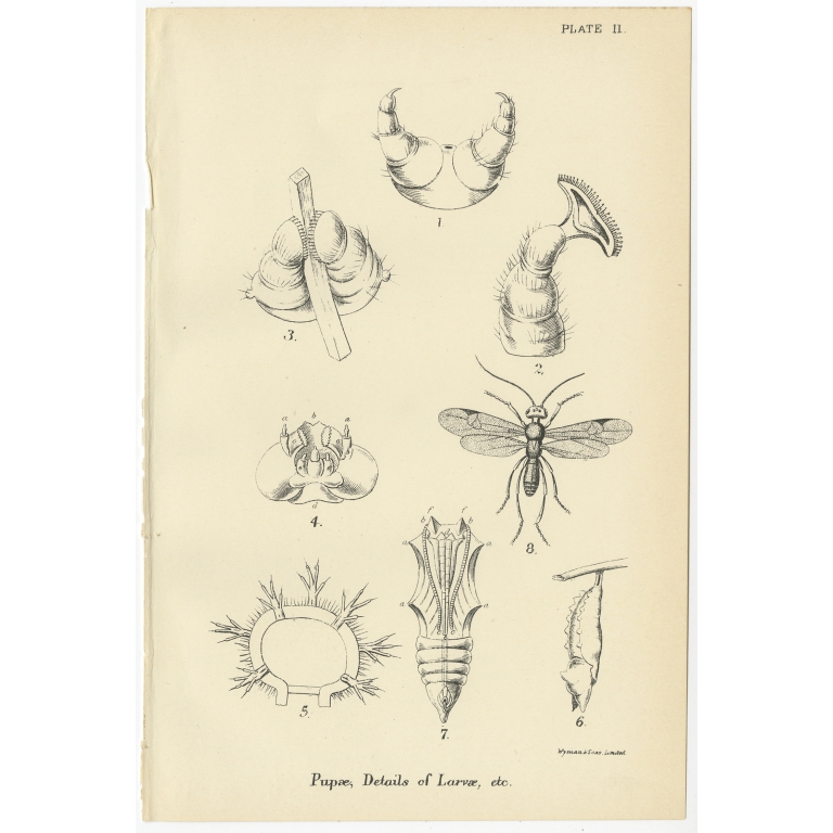 Plate II Pupae, Details of Larvae - Kirby (1896)