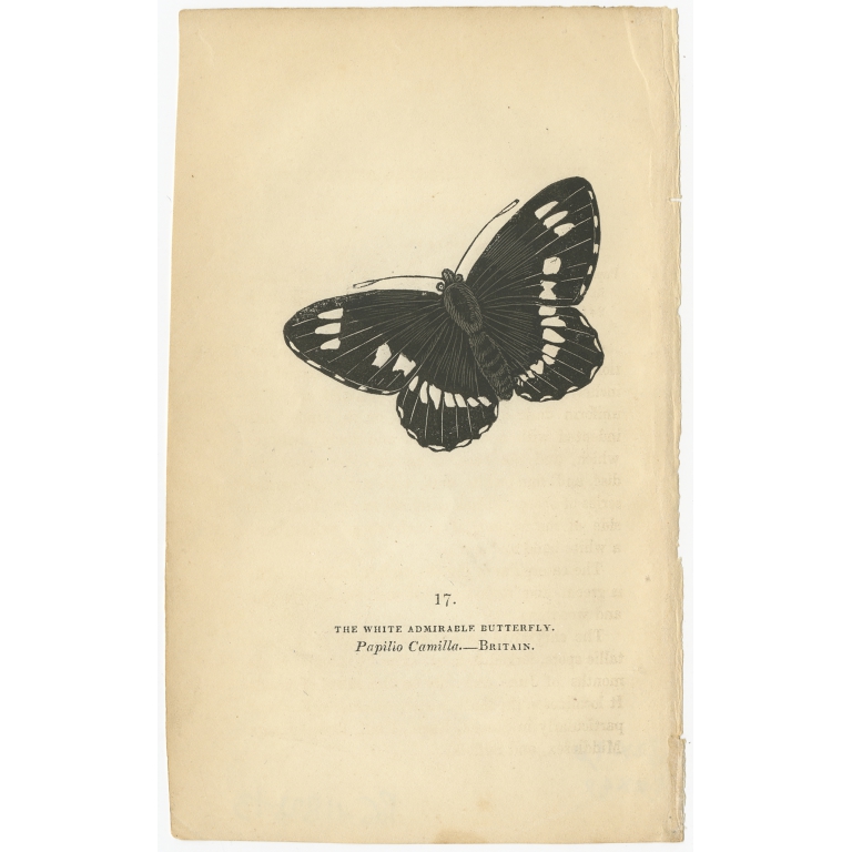 The White Admirable Butterfly - Whittaker (1834)