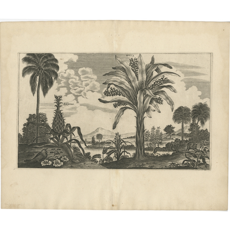 Ananas, Musa - Nieuhof (1668)