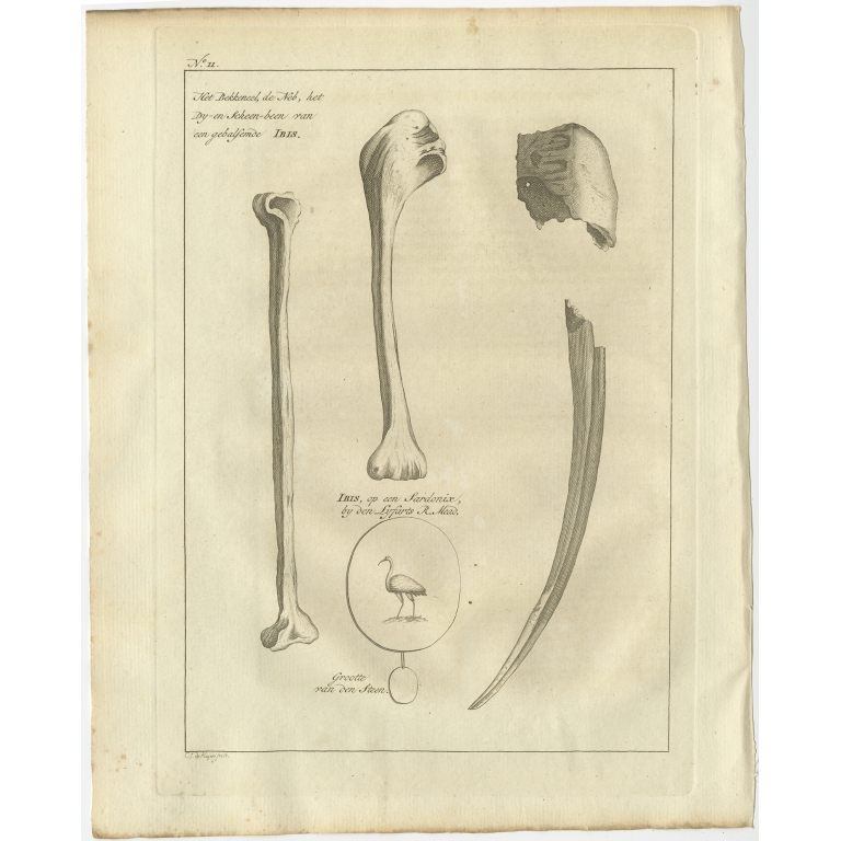 Ibis, op een Sardonix (..) - Shaw (1773)