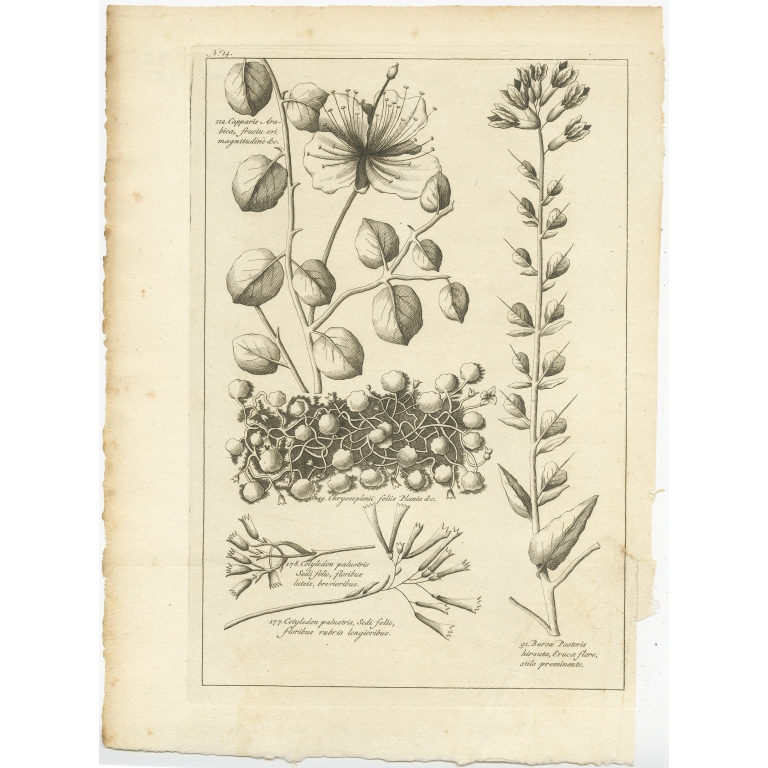 Capparis Arabica (..) - Shaw (1773)