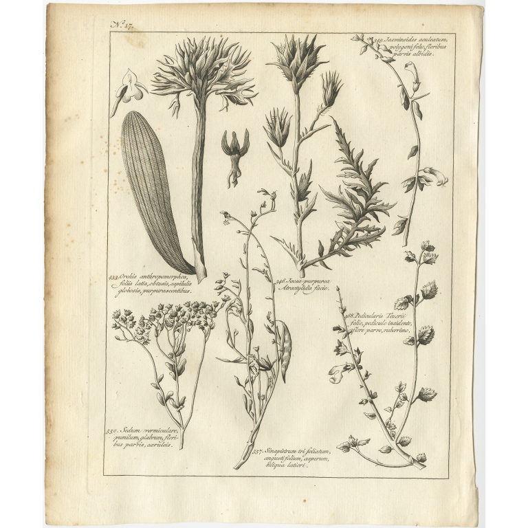 Orchis antropomorphos (..) - Shaw (1773)
