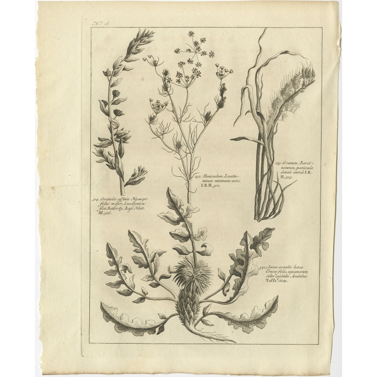Gratiolae affinis (..) - Shaw (1773)