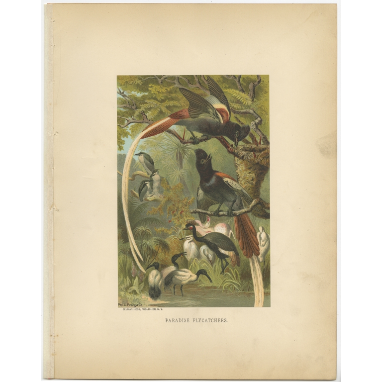 Antique Bird Print of Paradise Flycatchers by Prang (1898)