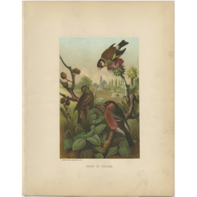 Antique Bird Print of Finches by Prang (1898)