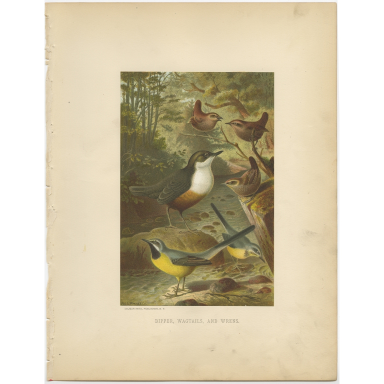 Antique Bird Print of the Dipper, Wagtail and Wren by Prang (1898)