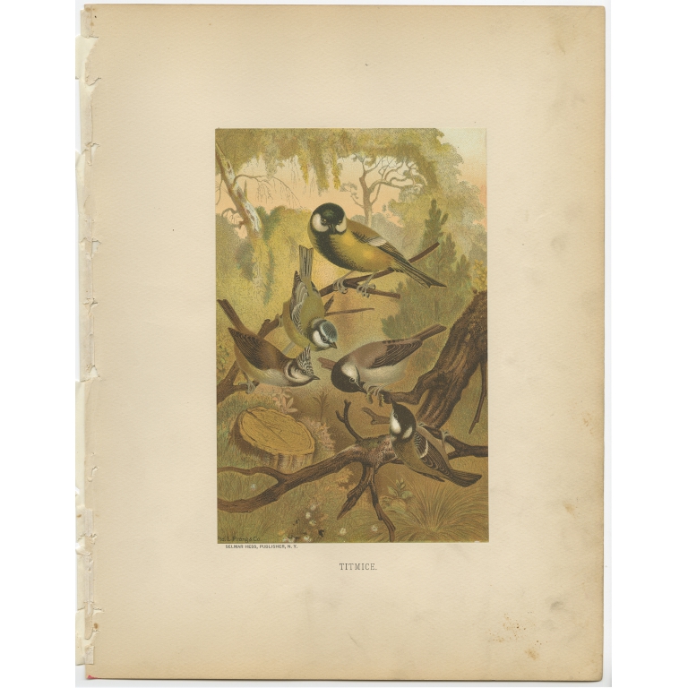 Antique Bird Print of Titmouses by Prang (1898)