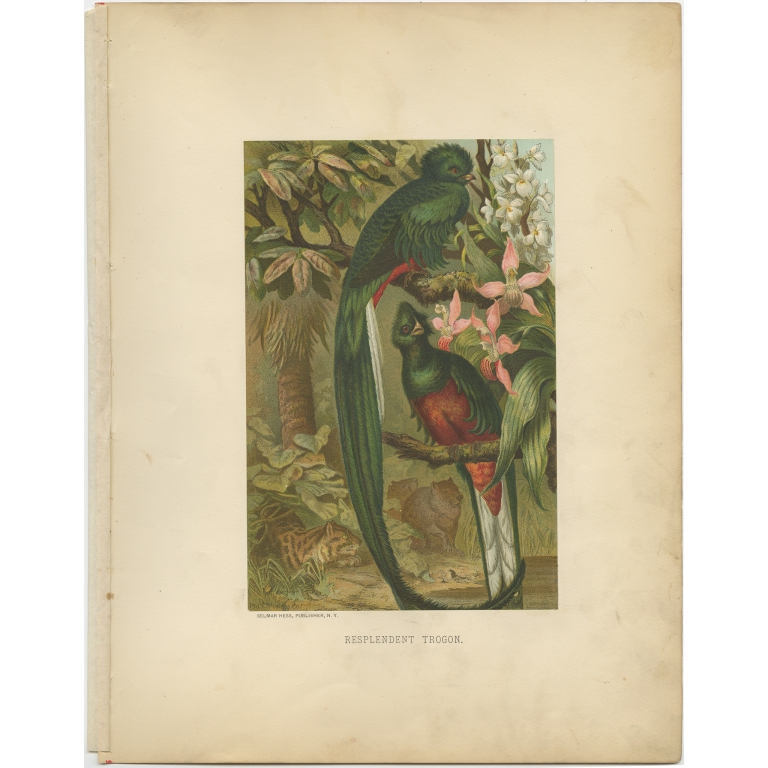 Antique Bird Print of the Resplendent Quetzal by Prang (1898)