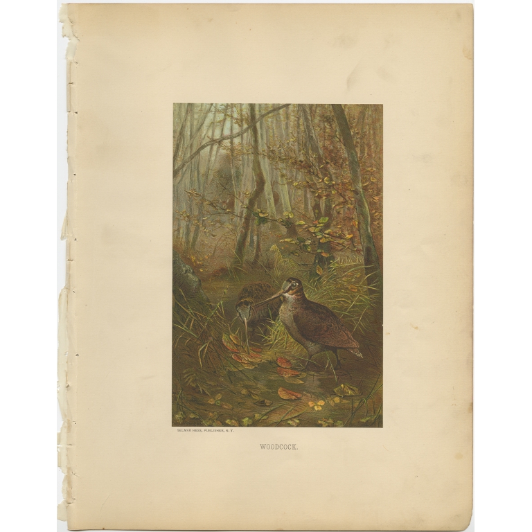 Antique Bird Print of the Woodcock by Prang (1898)