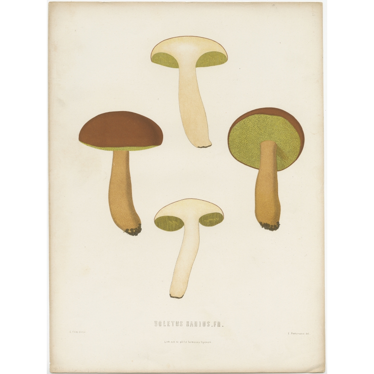 Antique Mycology Print of the Bay Bolete by Fries (c.1860)