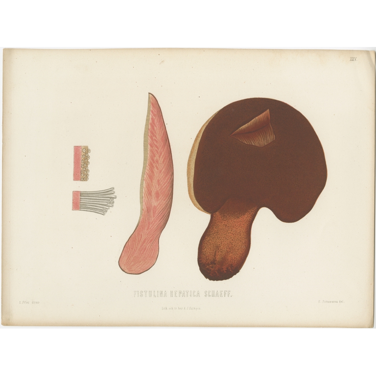 Antique Mycology Print of the Beefsteak Fungus by Fries (c.1860)