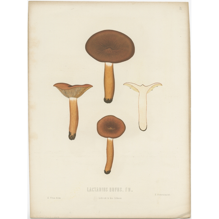 Antique Mycology Print of the Lactarius Rufus by Fries (c.1860)