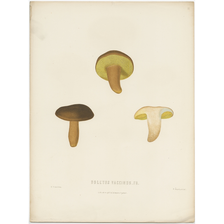 Antique Mycology Print of the Boletus Aereus by Fries (c.1860)