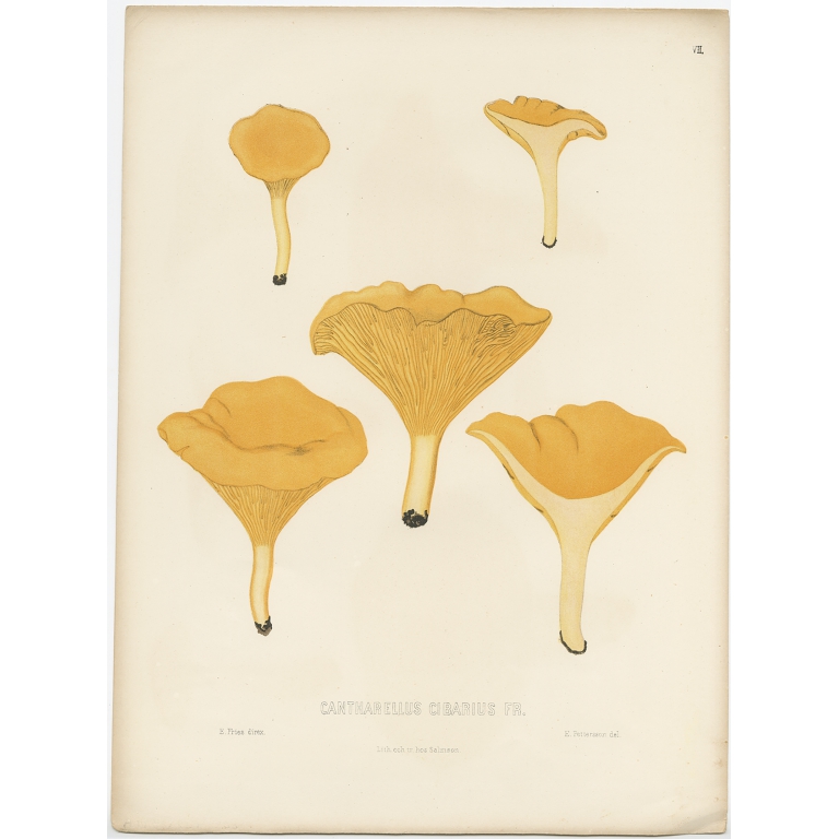 Antique Mycology Print of the Cantharellus Cibarius by Fries (c.1860)