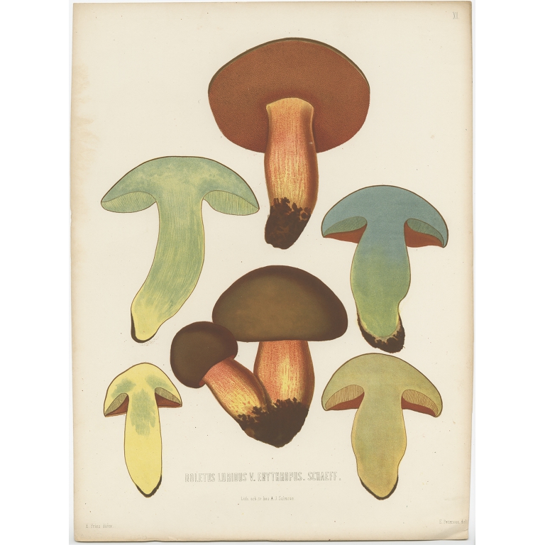 Antique Mycology Print of the Suillellus Luridus by Fries (c.1860)